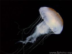 This sea nettle packs a nasty sting if you aren't wacthin... by Zaid Fadul 